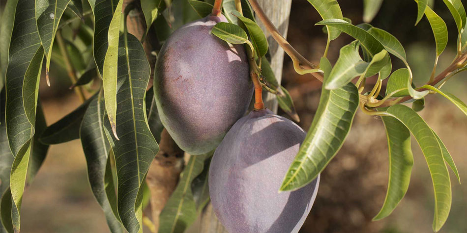 venta de púre de mango y piña congelados